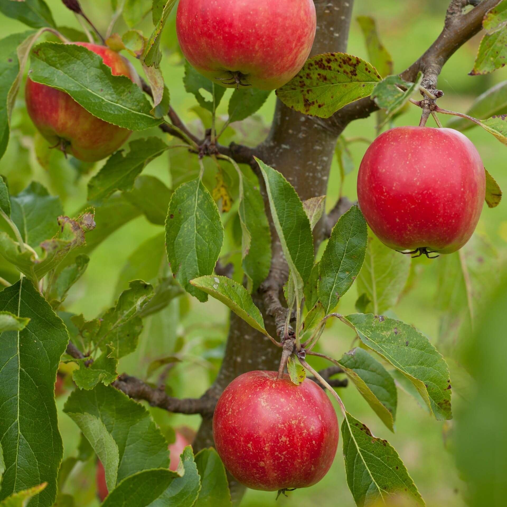 Apfel 'Falstaff' (Malus 'Falstaff')