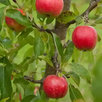 Foto von Apfel 'Falstaff' (Malus 'Falstaff')