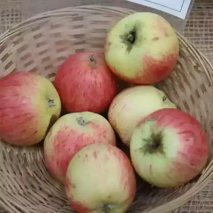 Foto von Apfel 'Fießers Erstling' (Malus 'Fießers Erstling')