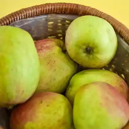 Foto von Apfel 'Finkenwerder Prinzenapfel' (Malus 'Finkenwerder Prinzenapfel')