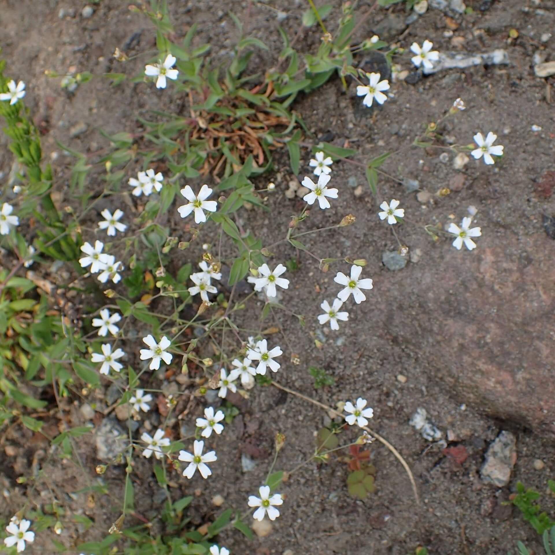 Felsen-Nelkenleimkraut (Atocion rupestre)