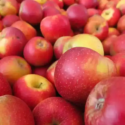 Foto von Apfel 'Fresco' (Malus 'Fresco')