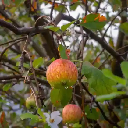 Foto von Apfel 'Fuji' (Malus 'Fuji')