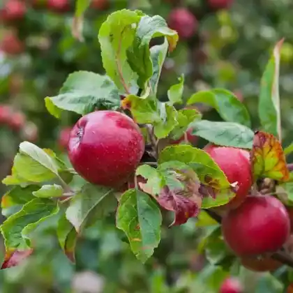 Foto von Apfel 'Gala' (Malus 'Gala')