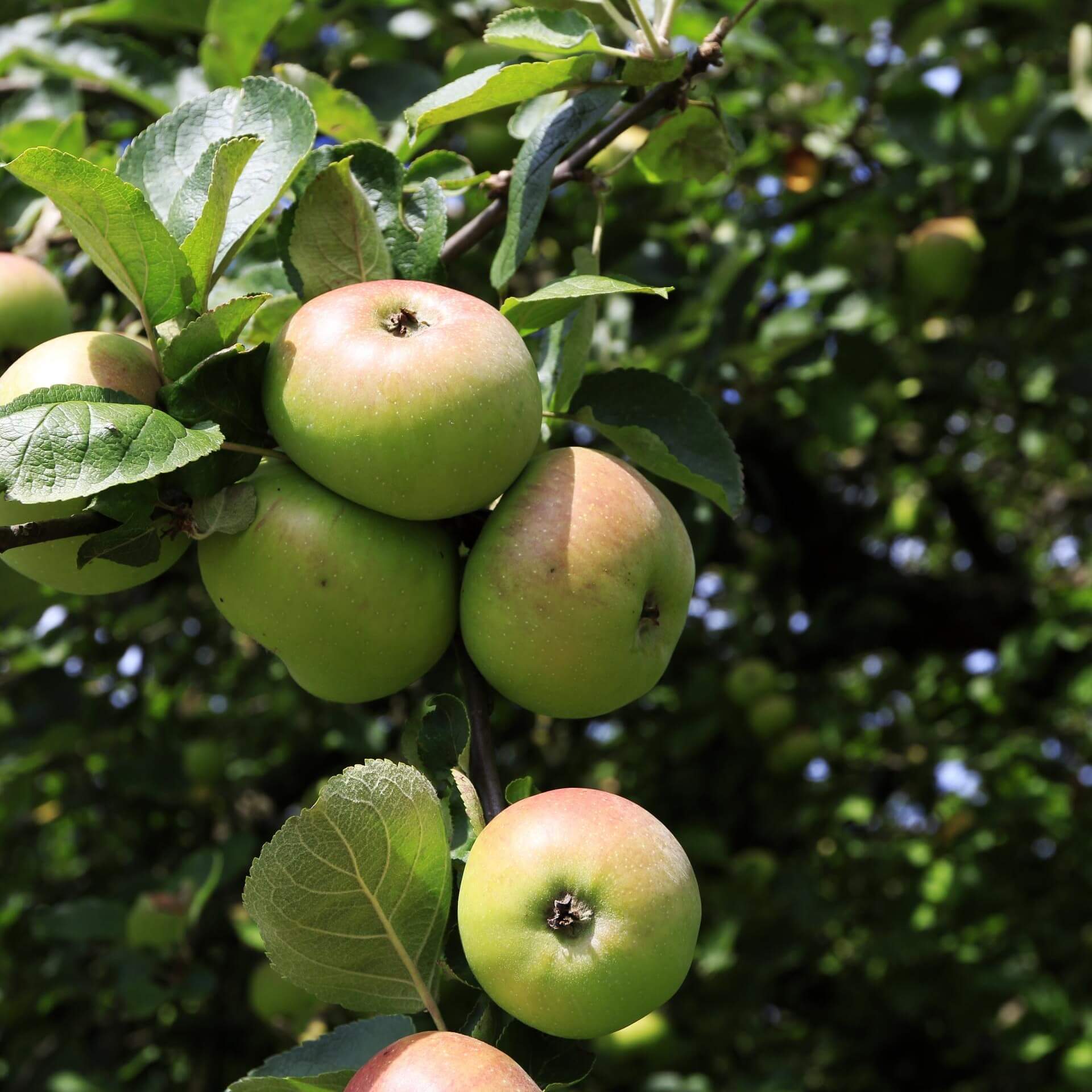 Apfel 'Gartenmeister Simon' (Malus 'Gartenmeister Simon')