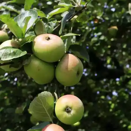 Foto von Apfel 'Gartenmeister Simon' (Malus 'Gartenmeister Simon')