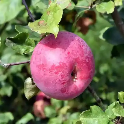 Foto von Apfel 'Gascoynes Scharlachroter' (Malus 'Gascoynes Scharlachroter')