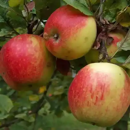 Foto von Apfel 'Geheimrat Dr.Oldenburg' (Malus 'Geheimrat Dr.Oldenburg')