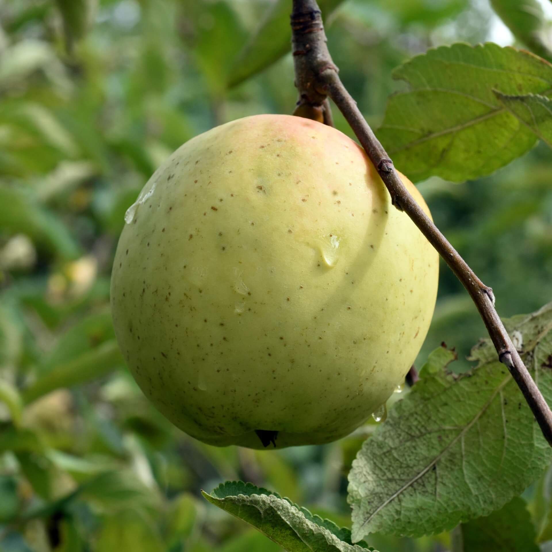 Apfel 'Gelber Bellefleur' (Malus 'Gelber Bellefleur')