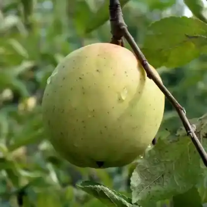 Foto von Apfel 'Gelber Bellefleur' (Malus 'Gelber Bellefleur')