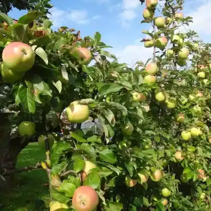 Foto von Apfel 'Glockenapfel' (Malus 'Glockenapfel')