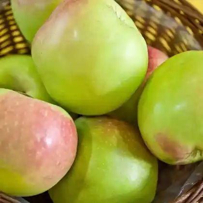 Foto von Apfel 'Gloria Mundi' (Malus 'Gloria Mundi')