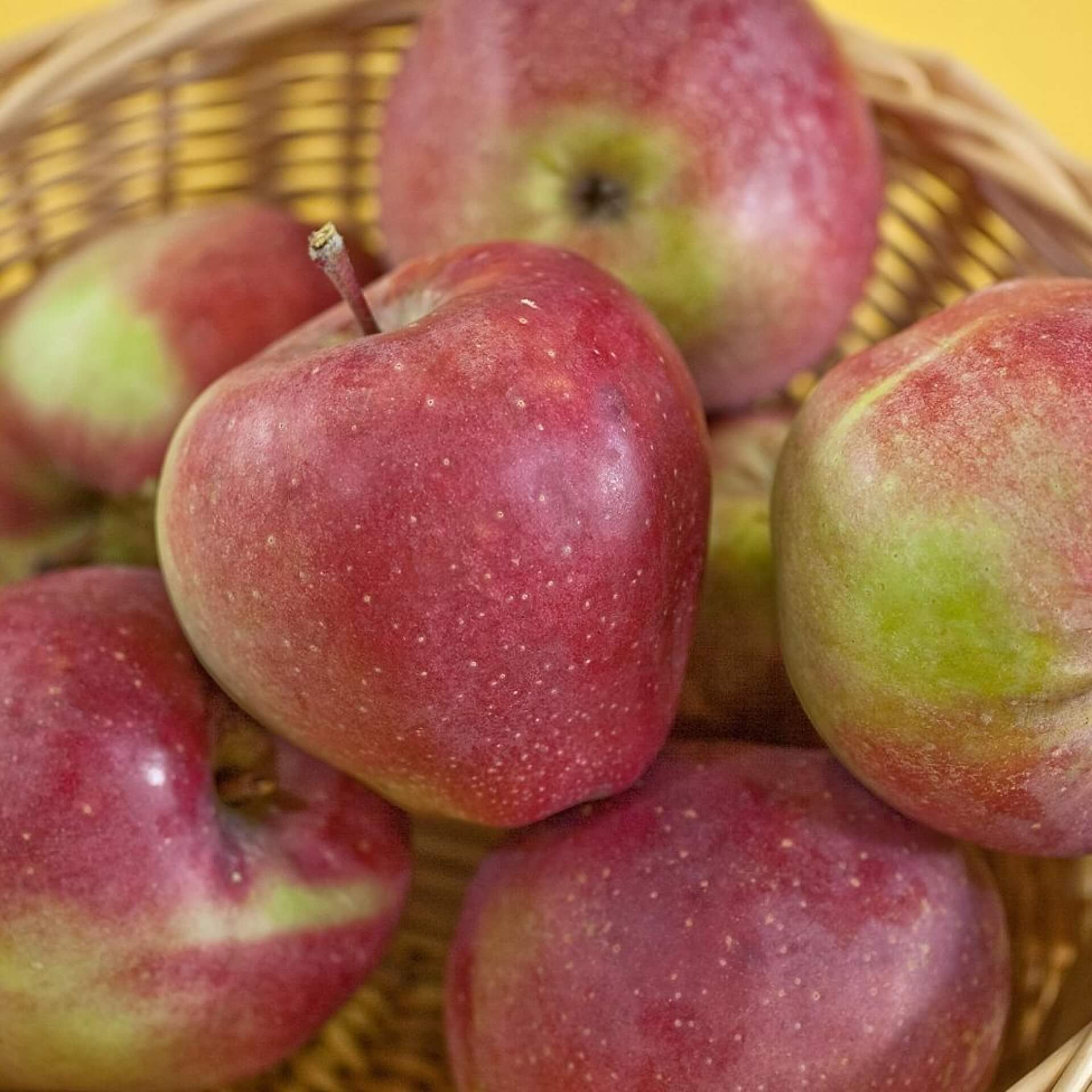 Apfel 'Gloster' (Malus 'Gloster')