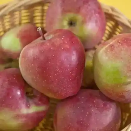 Foto von Apfel 'Gloster' (Malus 'Gloster')