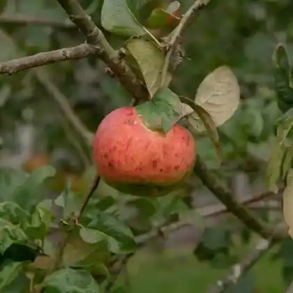 Foto von Apfel 'Goldrenette von Peasgood' (Malus 'Goldrenette von Peasgood')