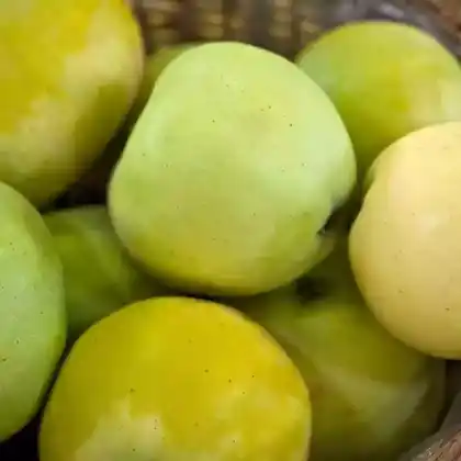 Foto von Apfel 'Goldzeugapfel' (Malus 'Goldzeugapfel')