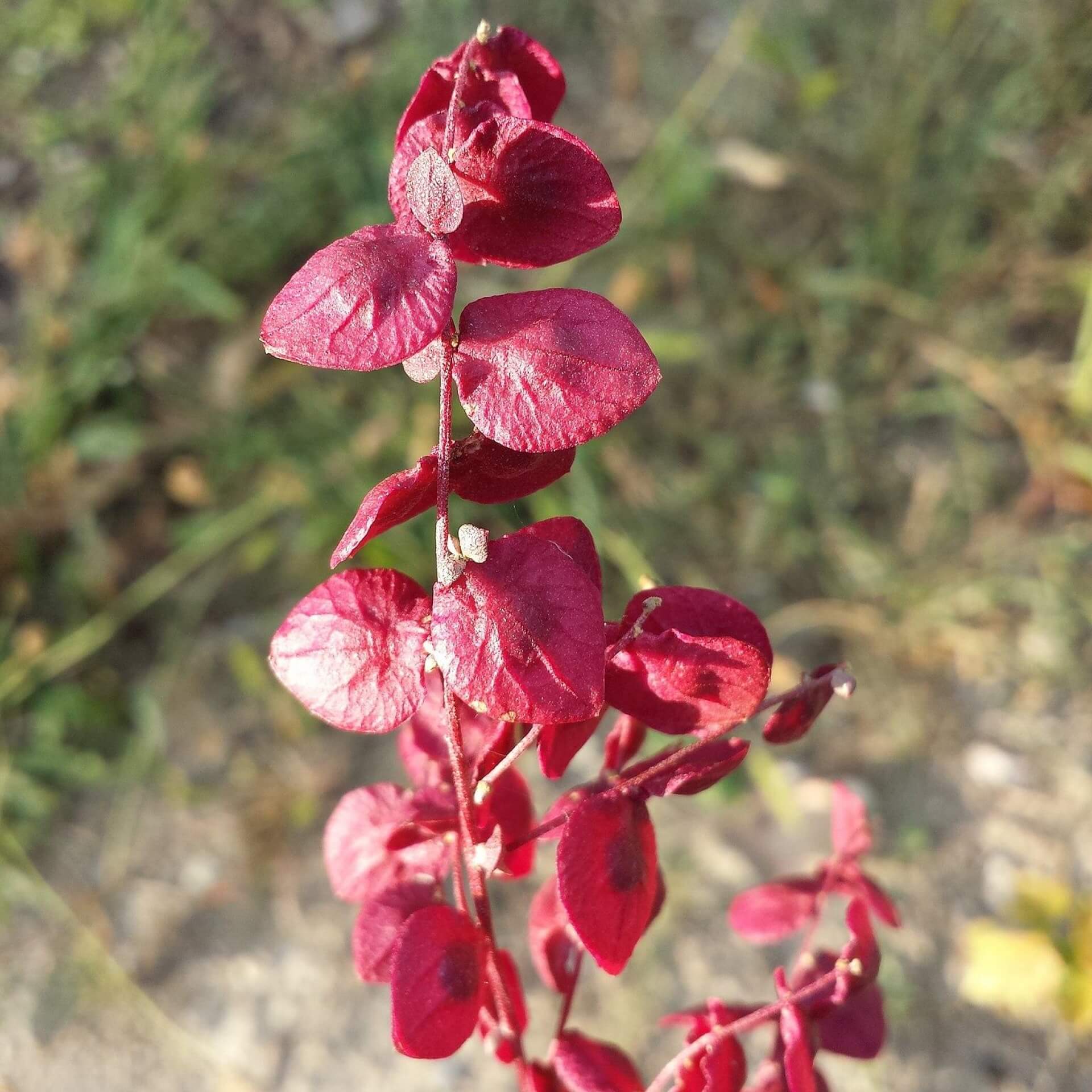 Garten-Melde (Atriplex hortensis)