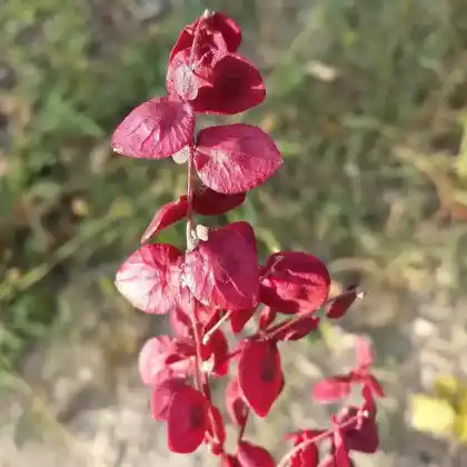 Foto von Garten-Melde (Atriplex hortensis)