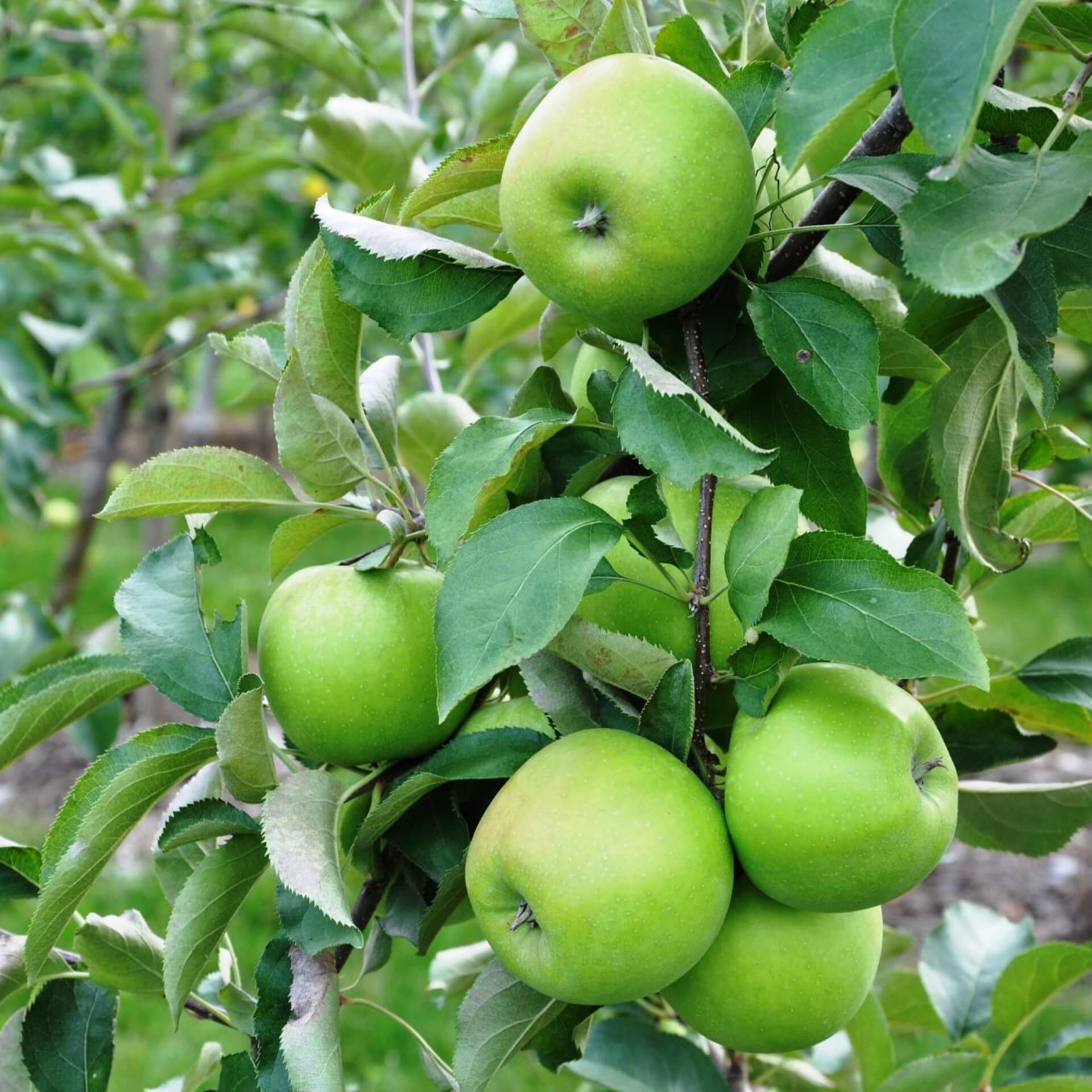 Apfel 'Granny Smith' (Malus 'Granny Smith')