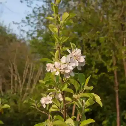 Foto von Apfel 'Greensleeves' (Malus 'Greensleeves')