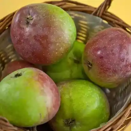 Foto von Apfel 'Grünapfel' (Malus 'Grünapfel')