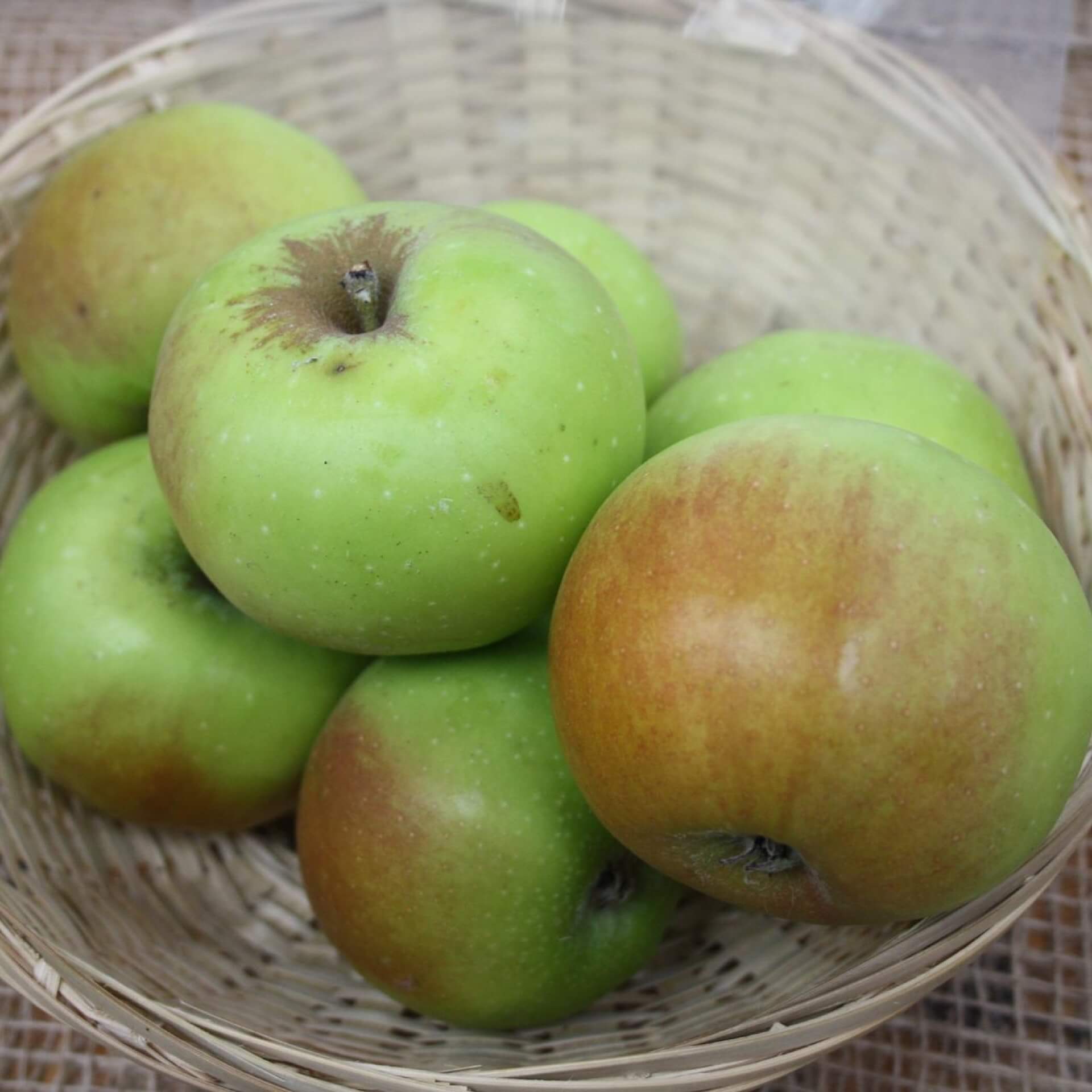 Apfel 'Grüner Stettiner' (Malus 'Grüner Stettiner')