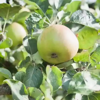 Foto von Apfel 'Hawthornden' (Malus 'Hawthornden')