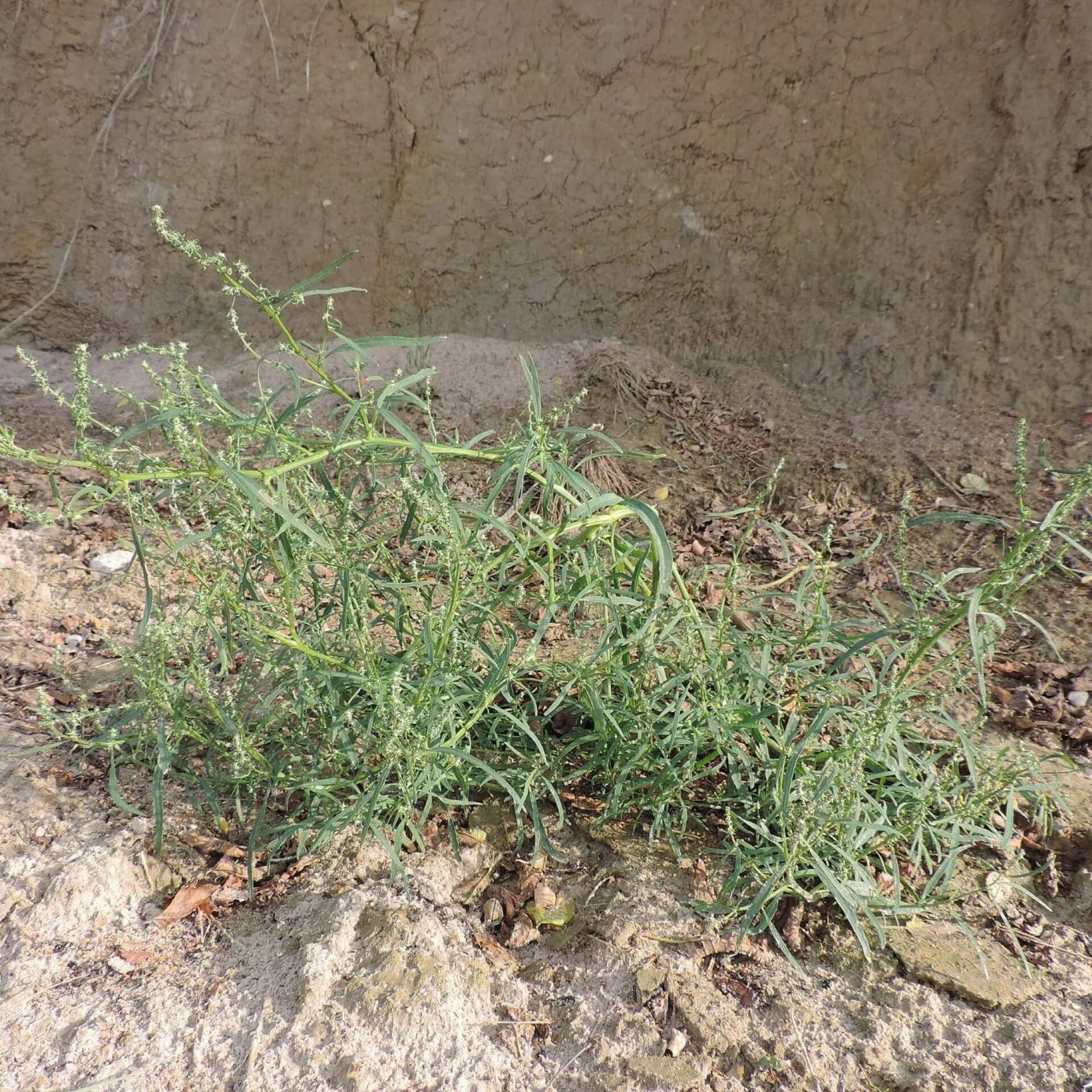 Strand-Melde (Atriplex littoralis)