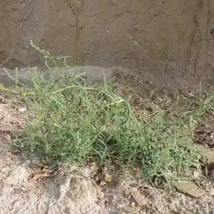 Foto von Strand-Melde (Atriplex littoralis)