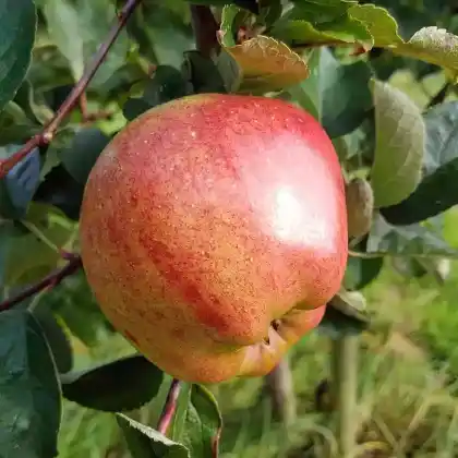Foto von Apfel 'Hilde' (Malus 'Hilde')