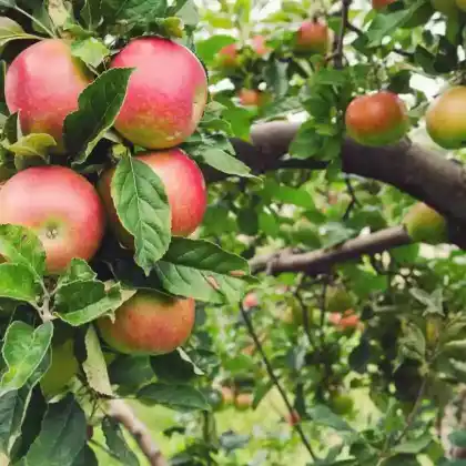 Foto von Apfel 'Honeycrisp' (Malus 'Honeycrisp')