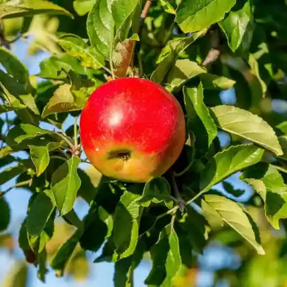 Foto von Apfel 'Idared' (Malus 'Idared')