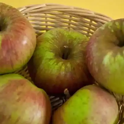 Foto von Apfel 'Ingol' (Malus 'Ingol')