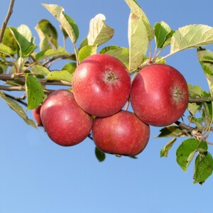 Malus 'Ingrid Marie'