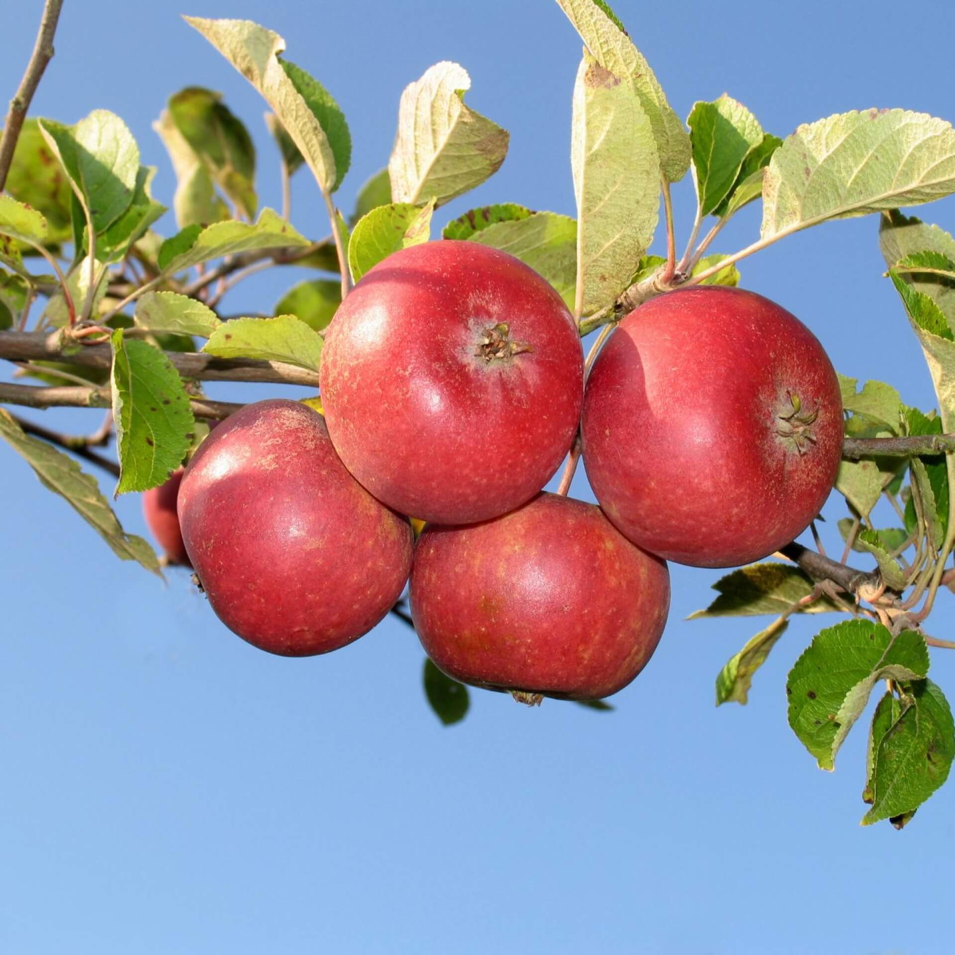 Apfel 'Ingrid Marie' (Malus 'Ingrid Marie')