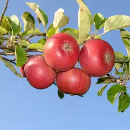 Foto von Apfel 'Ingrid Marie' (Malus 'Ingrid Marie')