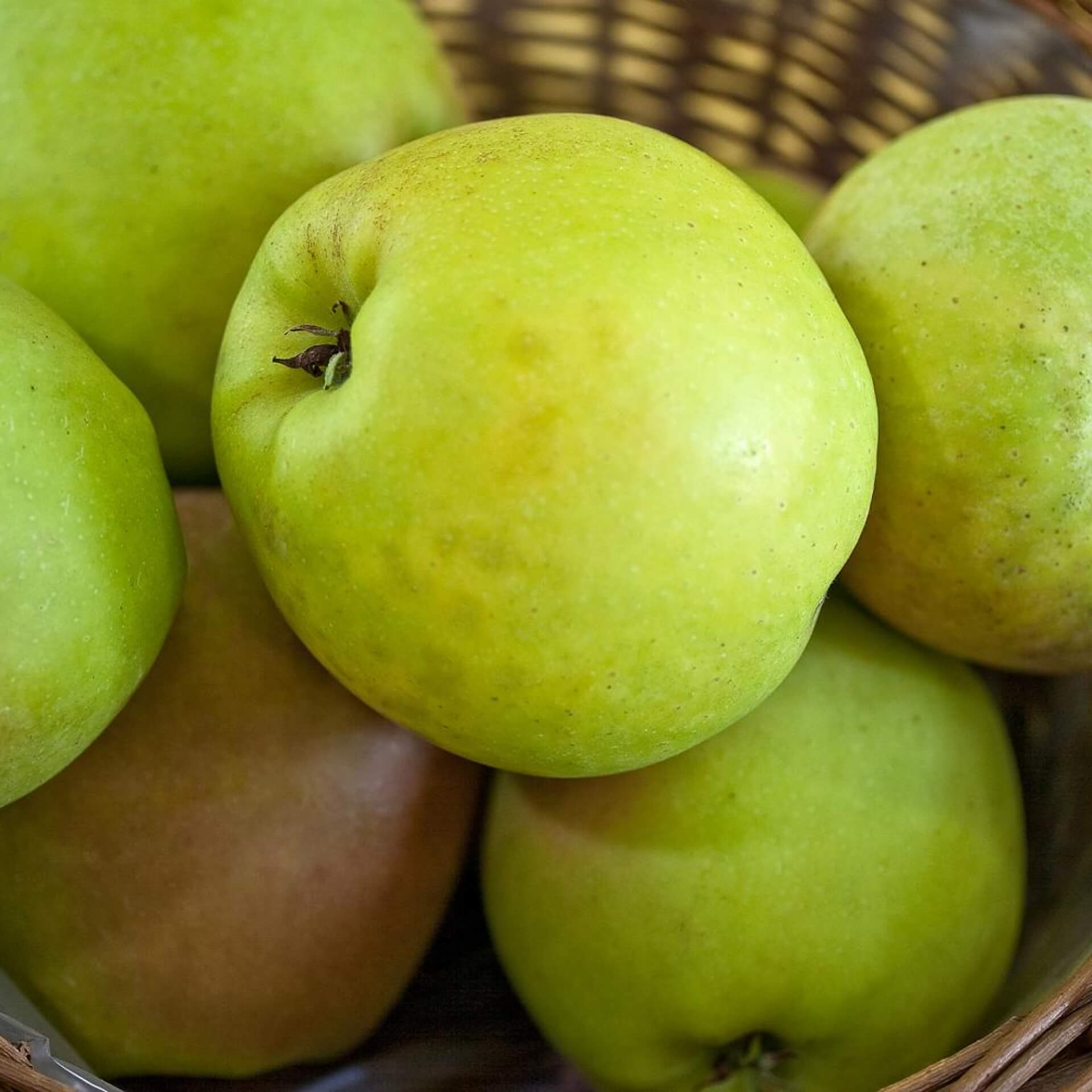 Apfel 'Ivette' (Malus 'Ivette')