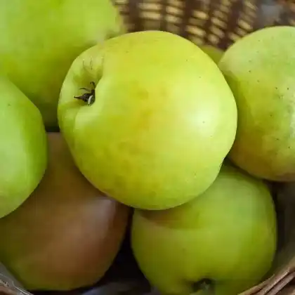 Foto von Apfel 'Ivette' (Malus 'Ivette')