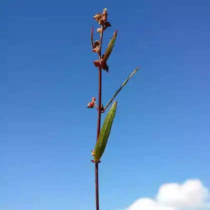 Foto von Spreizende Melde (Atriplex patula)