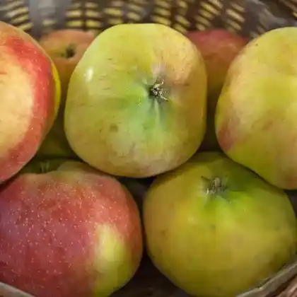 Foto von Apfel 'Jamba' (Malus 'Jamba')