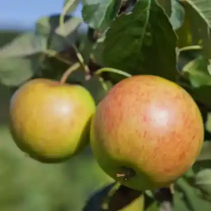 Foto von Apfel 'James Grieves' (Malus 'James Grieve')