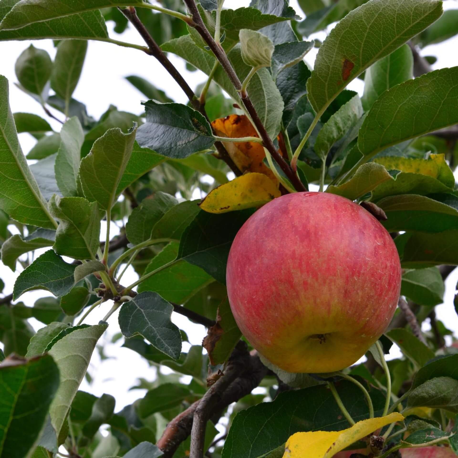 Apfel 'Jazz' (Malus 'Jazz')