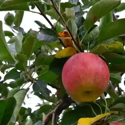 Foto von Apfel 'Jazz' (Malus 'Jazz')