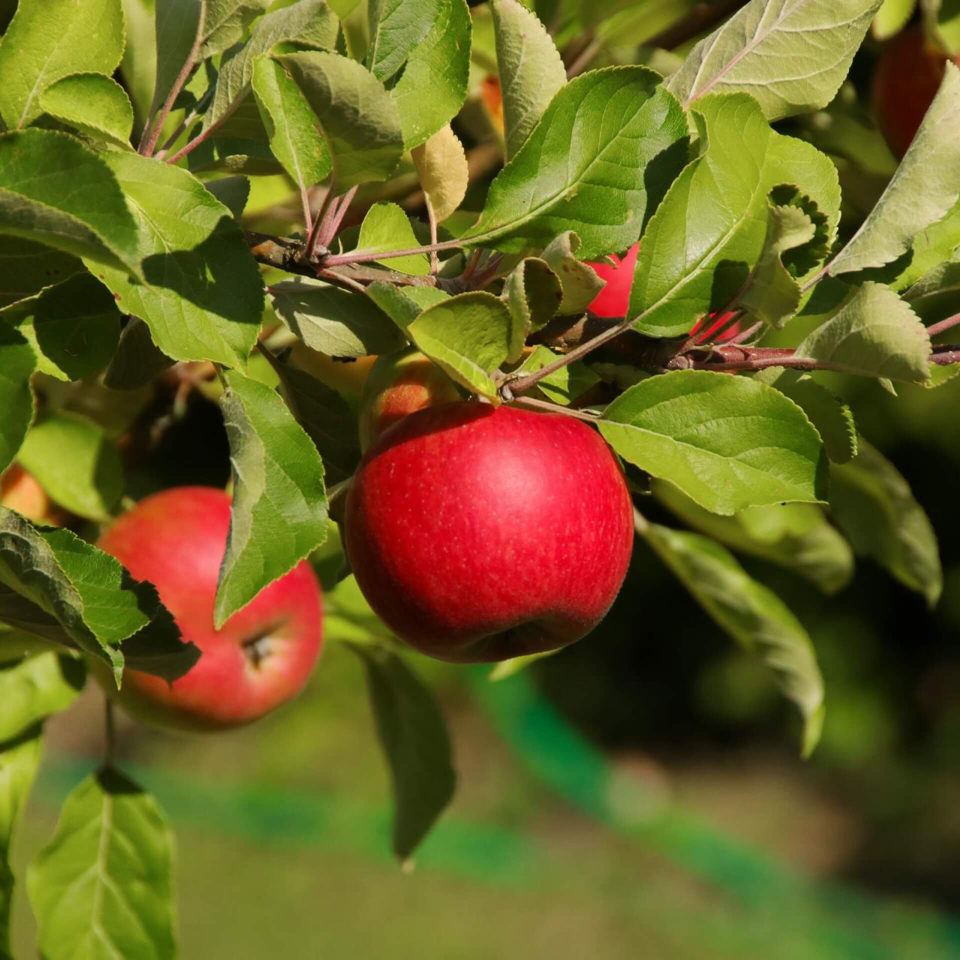 Apfel 'Jonathan' (Malus 'Jonathan')