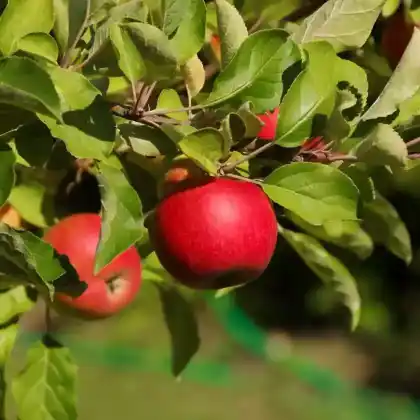 Foto von Apfel 'Jonathan' (Malus 'Jonathan')
