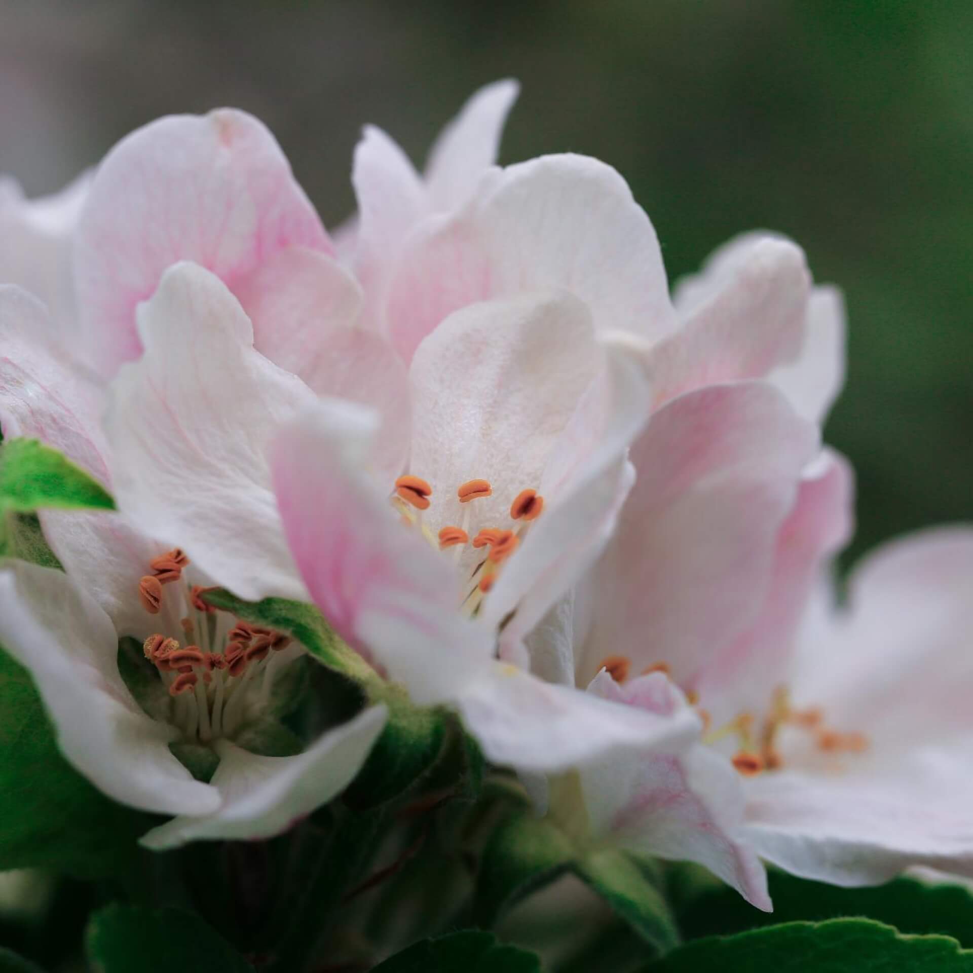 Apfel 'Kaiser Alexander' (Malus 'Kaiser Alexander')