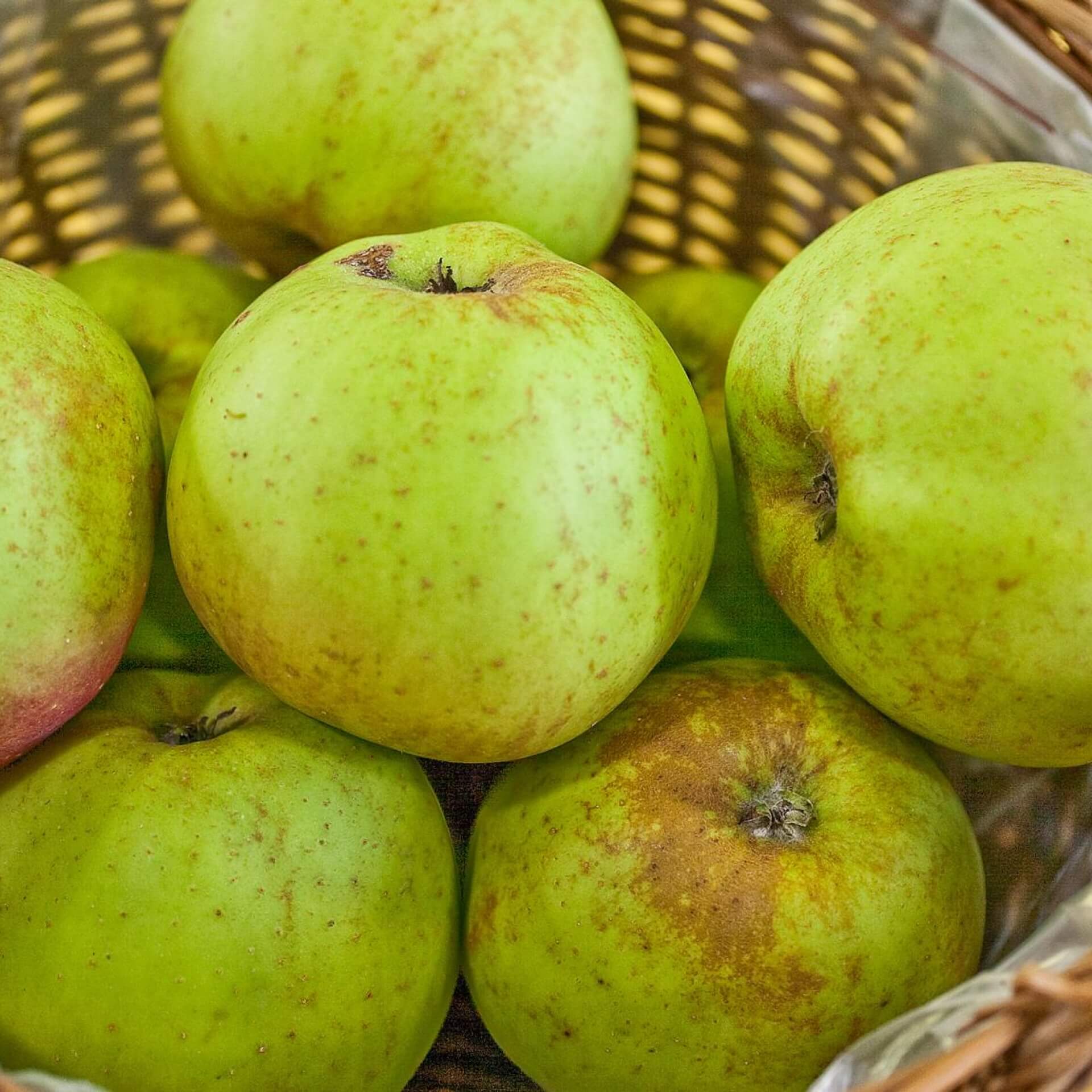 Apfel 'Kanadarenette' (Malus 'Kanadarenette')