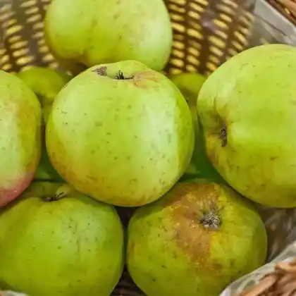 Foto von Apfel 'Kanadarenette' (Malus 'Kanadarenette')