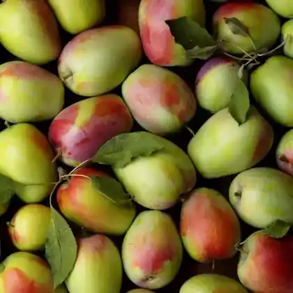 Foto von Apfel 'Kandil Sinap' (Malus 'Kandil Sinap')
