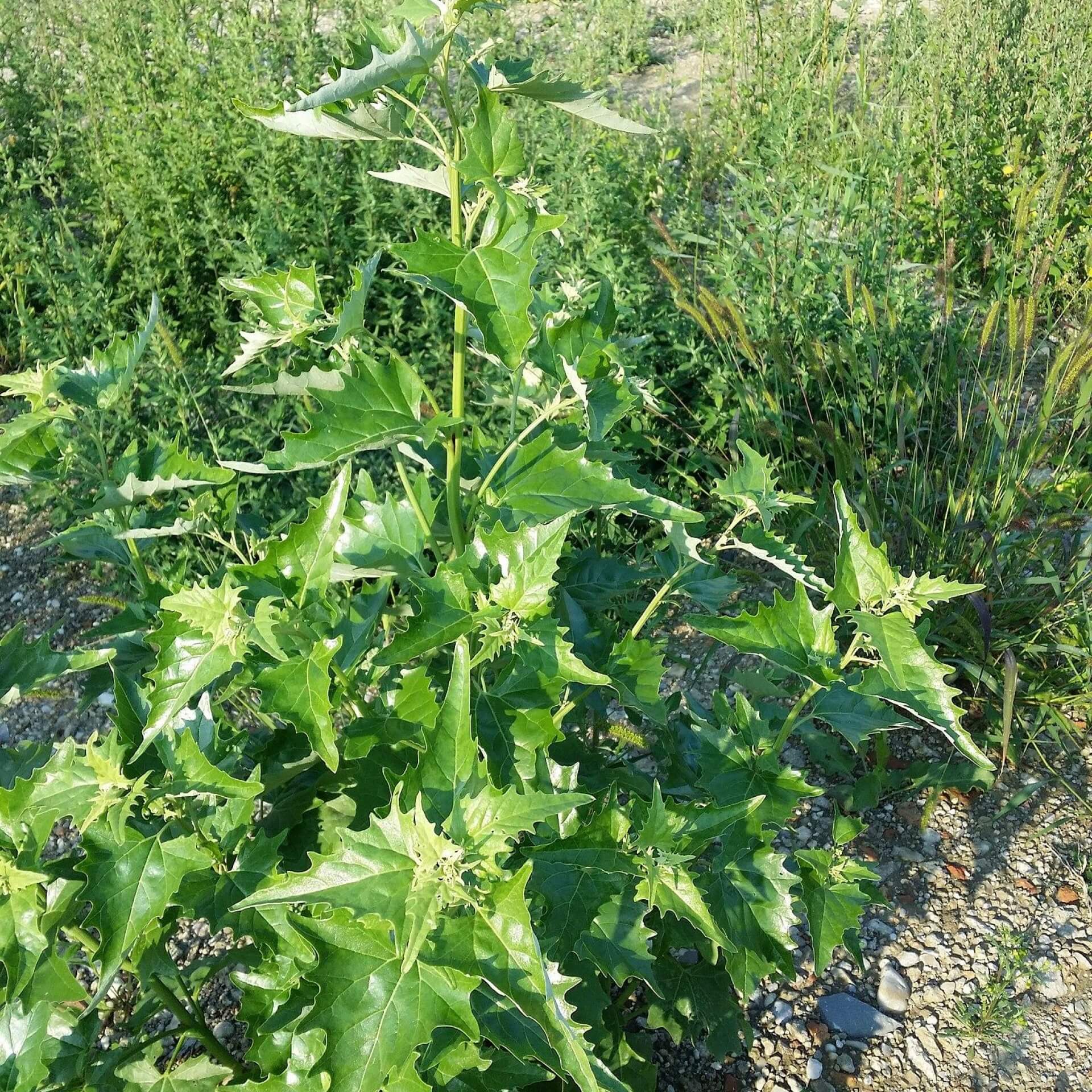 Glänzende Melde (Atriplex sagittata)